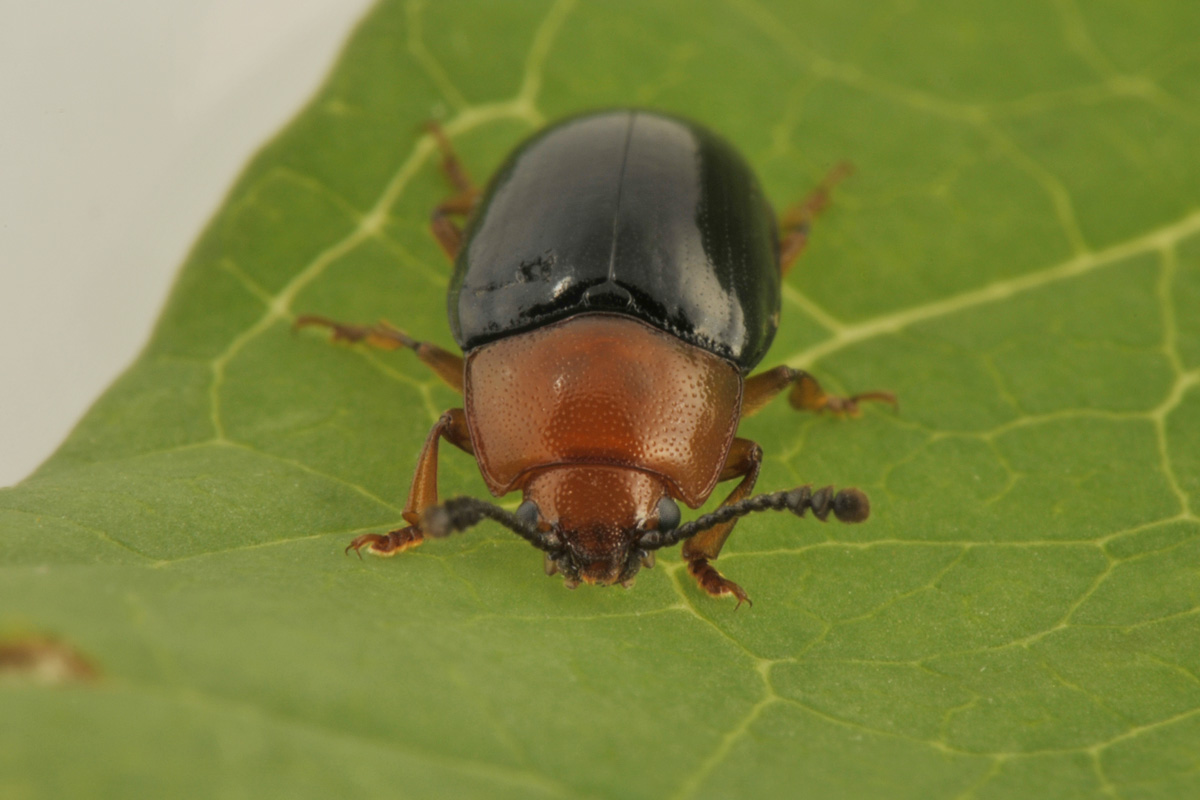 Erotylidae: Triplax russica